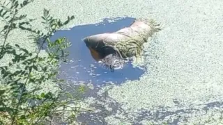 পটিয়ায় ডোবা থেকে অজ্ঞাত ব্যক্তির অর্ধগলিত লাশ উদ্ধার